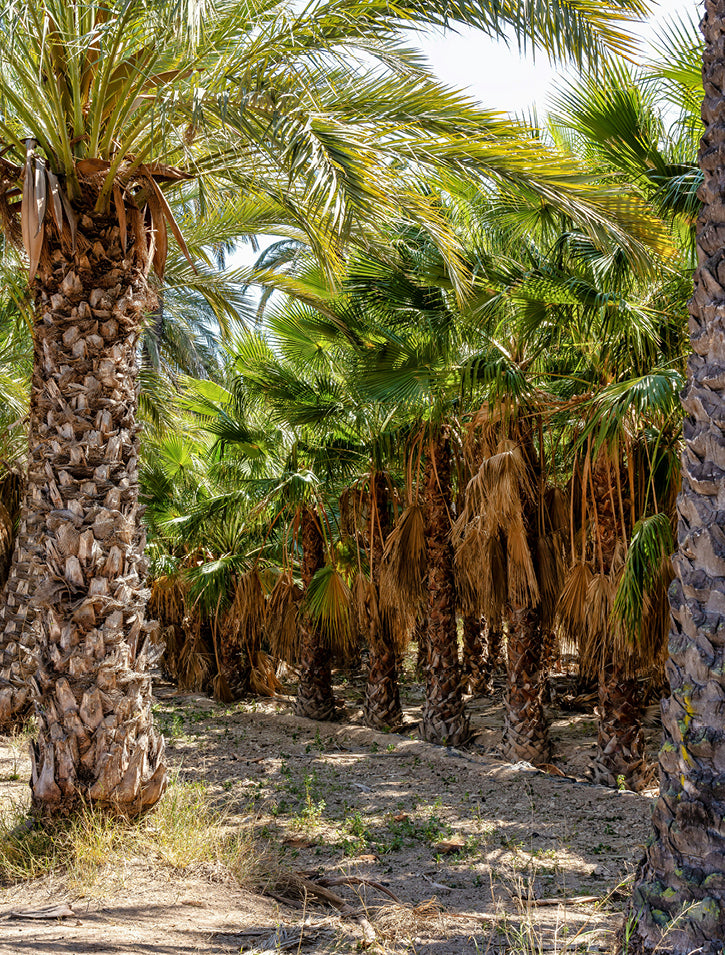 A grove of tall palm trees with thick trunks and lush green fronds growing closely together, casting dappled shade on the dry, grassy ground below.