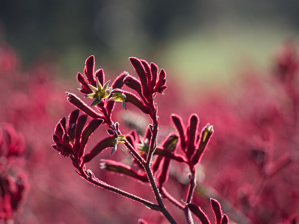 Everything You Need To Know About Kangaroo Paw Flower Extract In Skincare